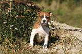 AMSTAFF  PUPPIES 278